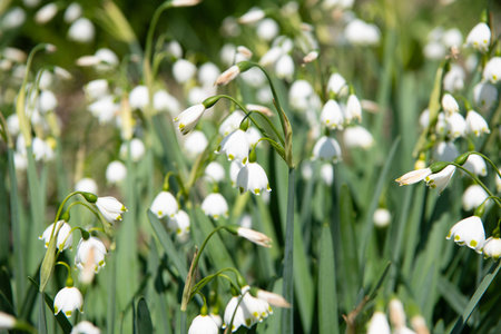 Snowdrop with blooming flower. Blossom spring season. Flowering nature macro. Snowdrop flower....
