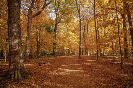 Nature fall weather. Seasonal forest. Natural fallen leaves. Autumnal leaves on tree. Autumnal...