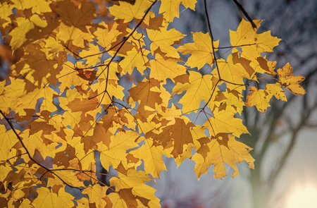 Autumn beauty of nature. Fall season nature. Fall leaves of tree. Autumn tree. Nature in fall...
