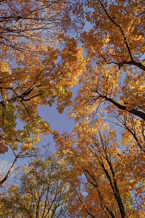 Autumn nature forest. Orange and yellow fall leaves. Fall season colors. Nature in autumn. Fall...