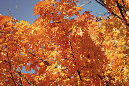 Autumn beauty of nature. Fall season nature. Fall leaves of tree. Autumn tree. Nature in fall...