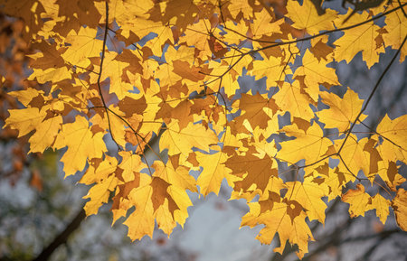 Fall leaves of tree. Autumn tree. Nature in fall season. Autumnal sunny day. Autumn haze. Seasonal...