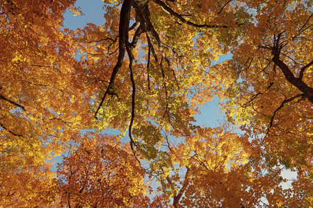 Autumn tree. Nature in fall season. Autumnal sunny day. Seasonal leaves on tree. Natural autumn...