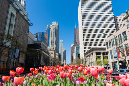 Chicago, Illinois, USA - April 27, 2023: Chicago city with spring tulip flower. Urban Chicago city downtown. Skyscraper architecture. Chicago city building. Spring city skyscraper building and flowerのeditorial素材