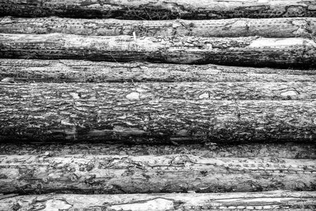 Timber wood background. Background of stack wood log. Wood log backdrop. Wooden stump background....