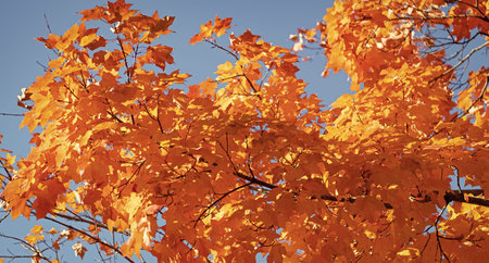 Nature in fall season. Autumnal sunny day. Seasonal leaves on tree. Natural autumn leaves. Autumn...