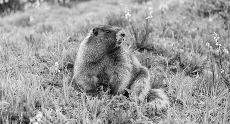 South American capybara. Wild animal in nature. Groundhog at zoo. Rodent animal woodchuck. Rodent...