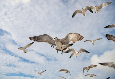 Seagull near water. Sea gull bird. Fauna and nature. Seagull bird observing the water. Sea gull with...