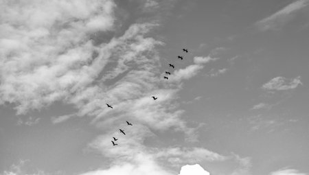 Pelican flying in sky. Flock of birds. Fauna and nature. Pelican flying during migration. Bird...