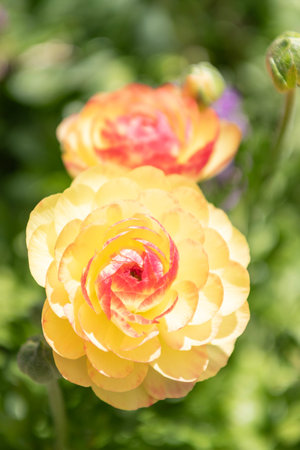 Persian buttercup flower. Spring Persian buttercup flower on flowerbed. Persian buttercup flower in...