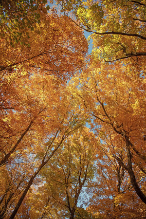 Autumnal season nature. Bright color fall. Nice day in autumn. Autumn season. Fall leaves change...