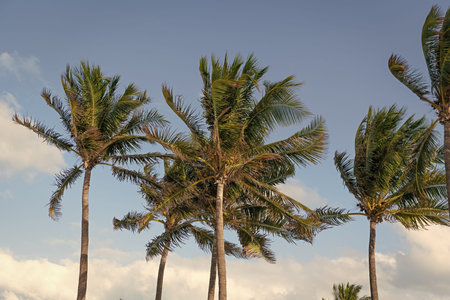 Palm tree. Summer vacation in Florida. Palm tree of California. Tropical beach in Miami. Tropical...