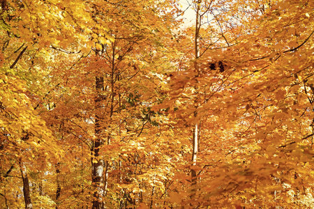 Fall season colors. Nature in autumn. Fall weather outdoor. Leaves in autumn nature forest. Fallen...