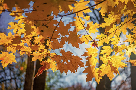 Leaves in autumn nature forest. Fallen leaves. Forest mood. Autumn nature forest. Orange and yellow fall leaves. Fall season colors. Nature in autumn. Fall weather outdoor