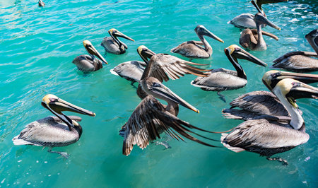 Fauna and nature. Wild pelican migration. Bird swim in formation. Birds migration. Flock of pelican bird. Migratory birds migration. Flock migrating pelican flying. Pelican swimming in sea