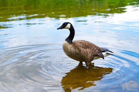 Goose swim in water. Lonely duck at the lake. Goose or duck bird. Fauna and nature. Goose bird in the water. Duck with beak and feather