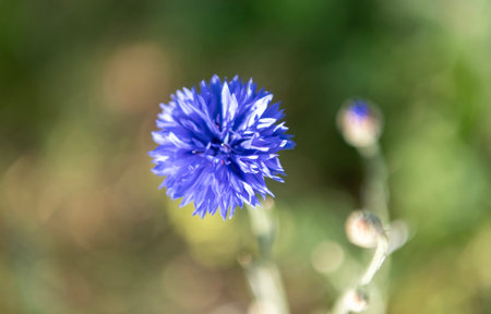 Cornflower flower purple color. Flowering nature. Cornflower flower violet color. Floral macro photography. Flora and wildflower nature. Lilac color cornflower flower. Floral nature field