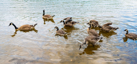 Duck with beak and feather. Geese family group. Goose swim in water. Group of duck at the lake. Geese or duck bird. Fauna and nature. Canada goose bird in the water