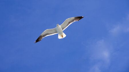 Flying Moewe in sunshine from below on a blue skyの写真素材