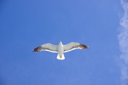 Flying Moewe in sunshine from below on a blue skyの写真素材