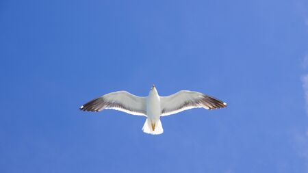 Flying Moewe in sunshine from below on a blue skyの写真素材