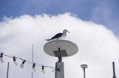 A large silver gull sits on the satellite dish of a ferry in front of a cloudy skyの写真素材