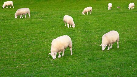 Seven white sheep eat grass on green meadow with two rabbits in the backgroundの写真素材