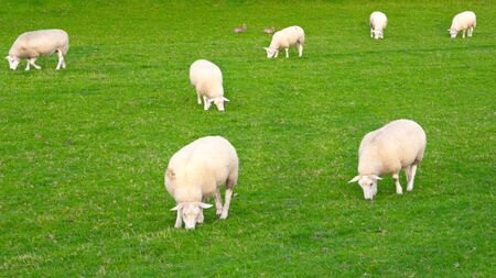 Seven white sheep eat grass in a green meadow with two rabbits in the backgroundの写真素材