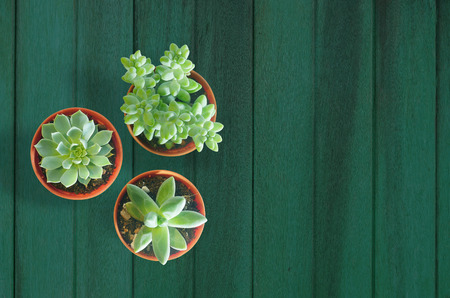 Top view of small three pot on green wood background with copy spaceの写真素材