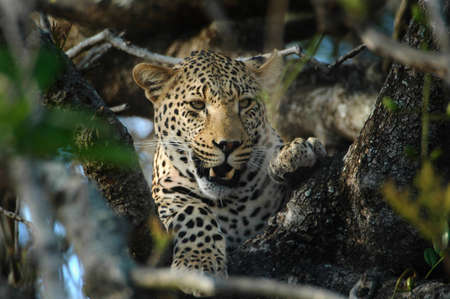 Leopard lying in a treeの写真素材