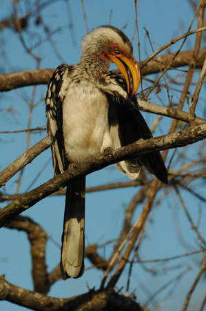 YellowBilled Hornbill preening itselfの写真素材