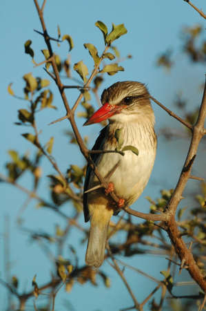 Woodland kingfisher in Kruger National Parkの写真素材