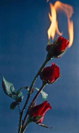 Burning Roseの写真素材