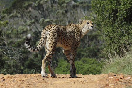 Picture of a cheetah crossing a roadの写真素材