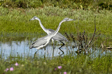 Herons looking for fish in a poolの写真素材