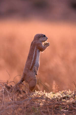 Squirrel in kalahari desertの写真素材