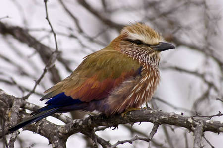 Purple breasted roller sitting in a treeの写真素材