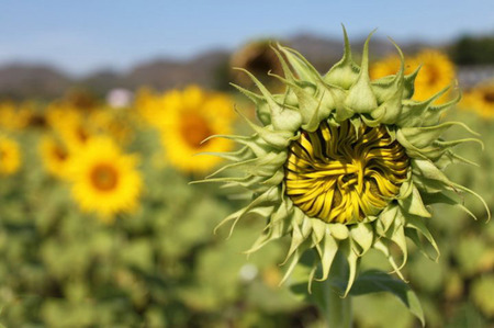 This photo was took at sunflower field and there was one of dry little sunflower which stand among lively sunflowers.の写真素材