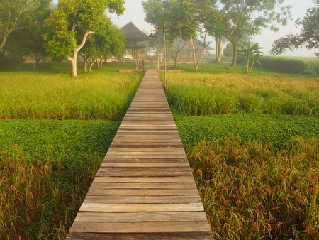 Wooden path stands midst rice field and faded mist. While sun shines on rice field and trees then appears as yellow and green color around the path.の写真素材