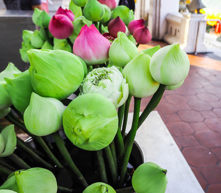 Pink and green lotus were soaked in water in black bucket for offering with people who pay respect to image of Buddha in temple.の写真素材