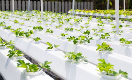 green hydroponic vegetable growing