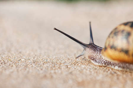 Snail with the heavy shell on the back. Macro shoot and selective focusの写真素材