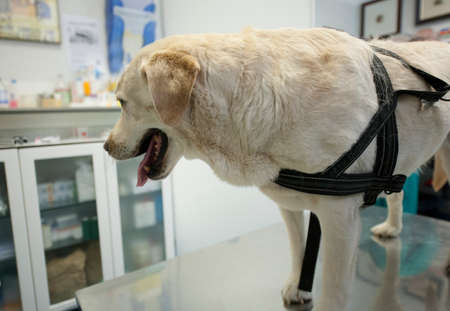 Medical examination of a frightened dog at the animal hospital.