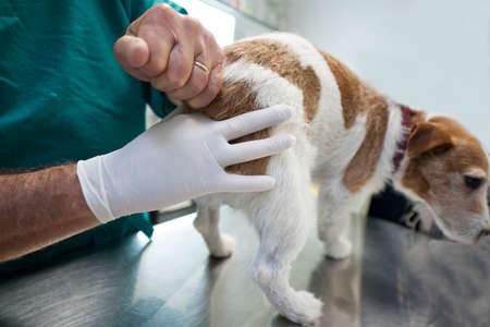 Medical examination of a frightened dog at the animal hospital.の写真素材