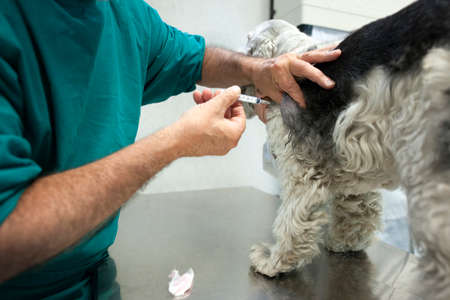 Medical examination of a frightened dog at the animal hospital.