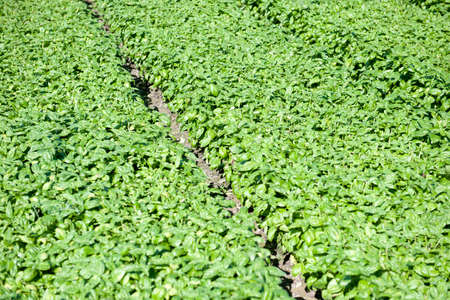 Basil plantation in northern Italy in the Liguria region.の写真素材