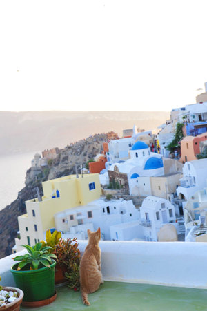 brown cat overlooking the scenery of white building and mountainの写真素材