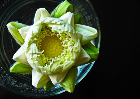 a white water lily in the round glassvaseの写真素材