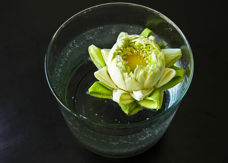 a white water lily in the round glassvaseの写真素材
