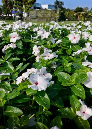 field of petunia in the garden in beautiful sunlightの写真素材